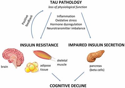 The Link Between Tau and Insulin Signaling: Implications for Alzheimer’s Disease and Other Tauopathies